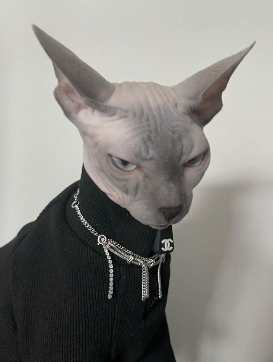 gato cholo