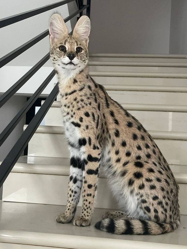 whatsapp image 2026 03 19 at 2.51.45 pm