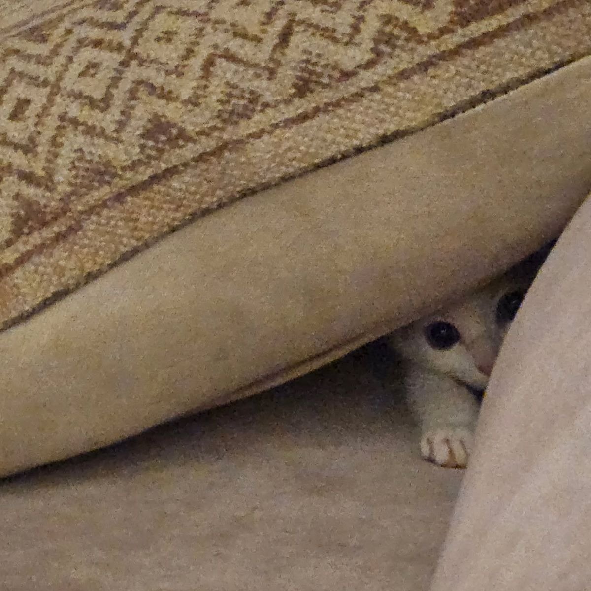 whatsapp image 2026 03 19 at 3.02.54 pm