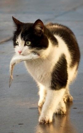 gato con pescado