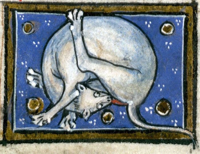 apparently medieval people found cats licking their butts fascinating and here are 14 pics as proof