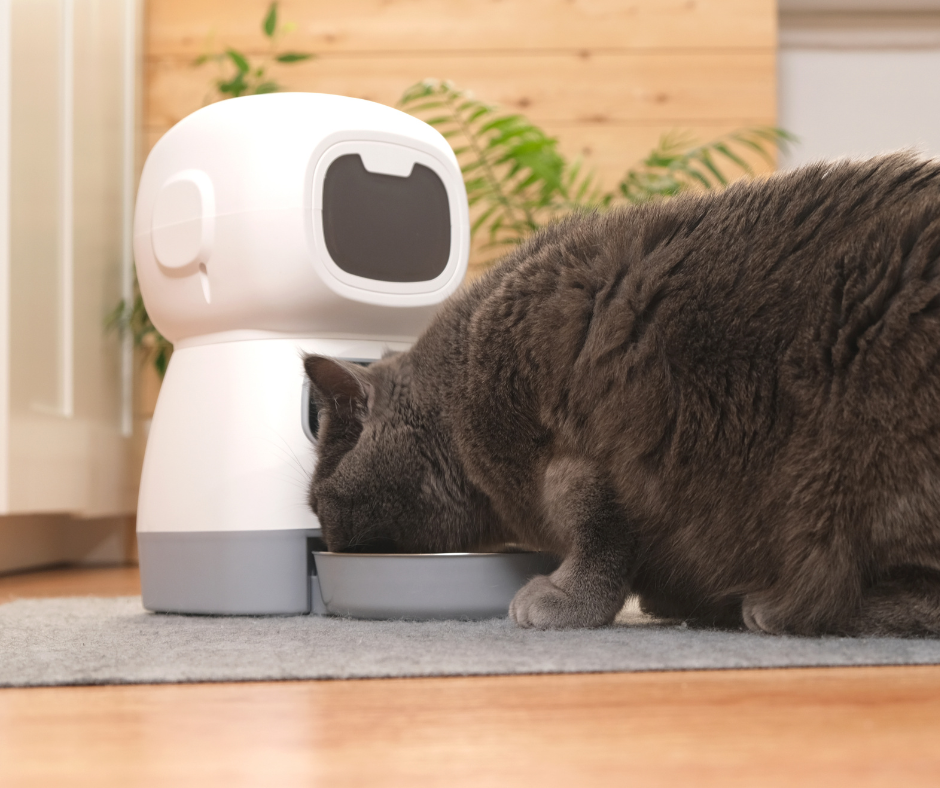 Gato british comiendo en un dispensador de comida para gatos 