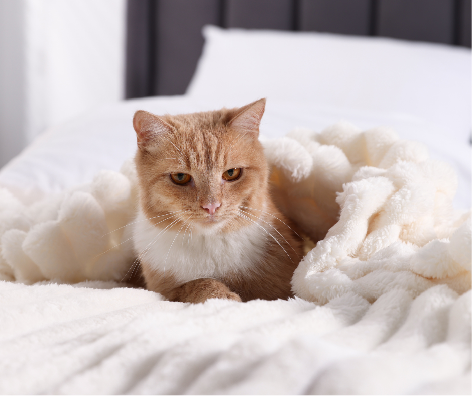 blue and white photo travel facebook post (3)