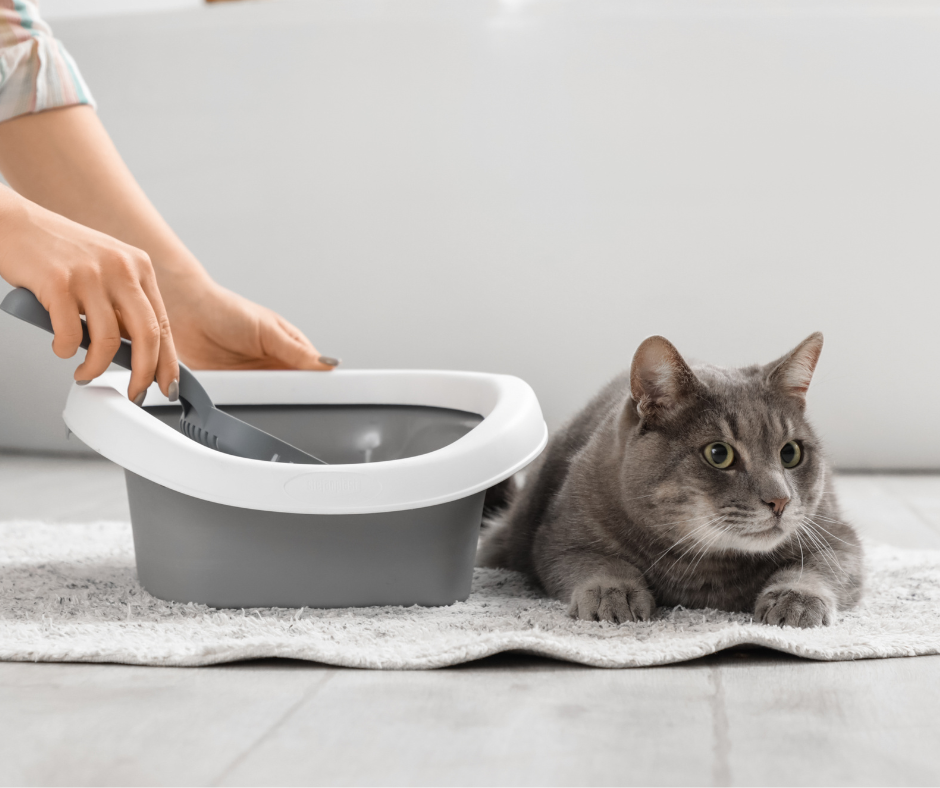 blue and white photo travel facebook post