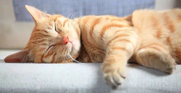 gato dormir durmiendo foto gratis en pixabay1