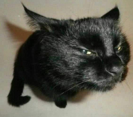 un gato negro